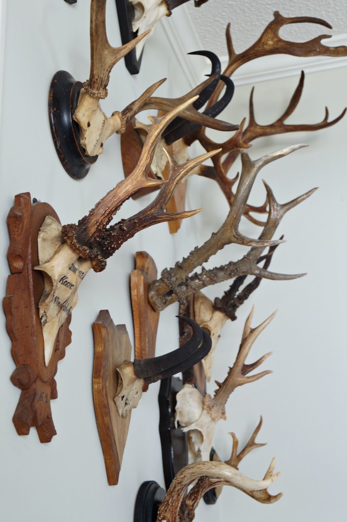 collection of antlers