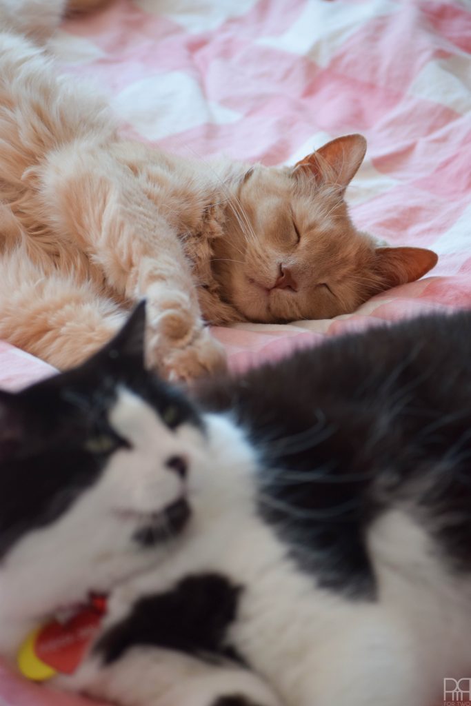 cats sleeping on bed