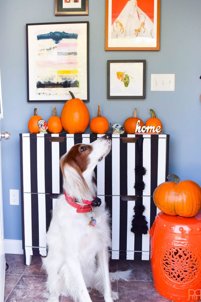 black and white striped dresser with pumpkins and dog