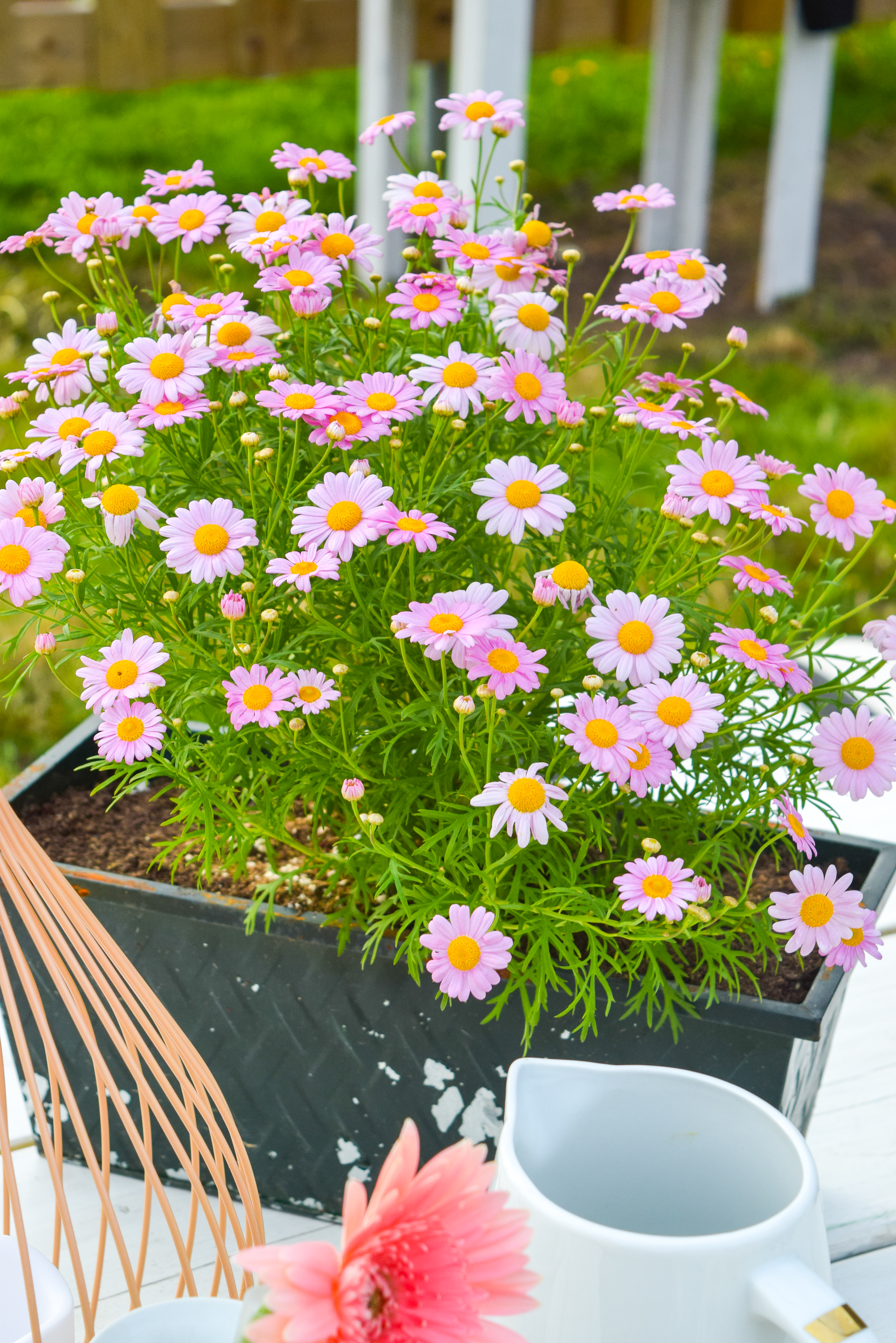 Looking for a renter friendly update to your backyard in time for summer? Try painted some cement pavers to look like patio tiles, using Decoart's Curb Appeal line of paints.