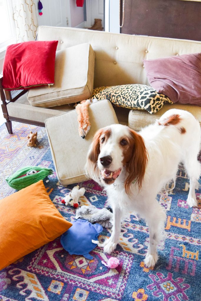 red and white irish setter dog standing next to couch cushions on the floor