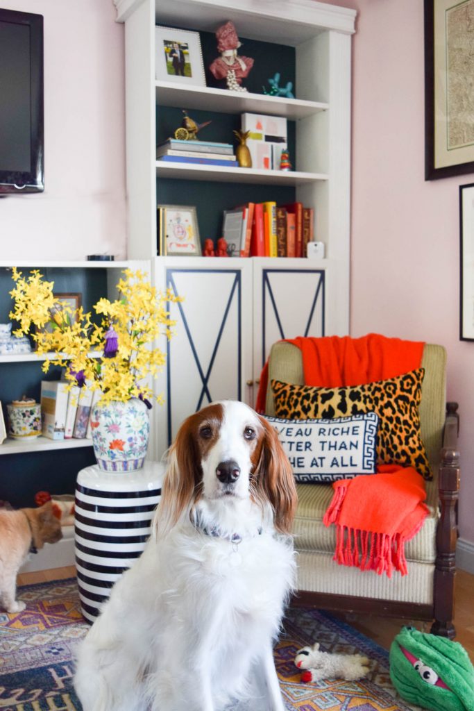 Red and White irish setter sitting in front of chair and bookcase