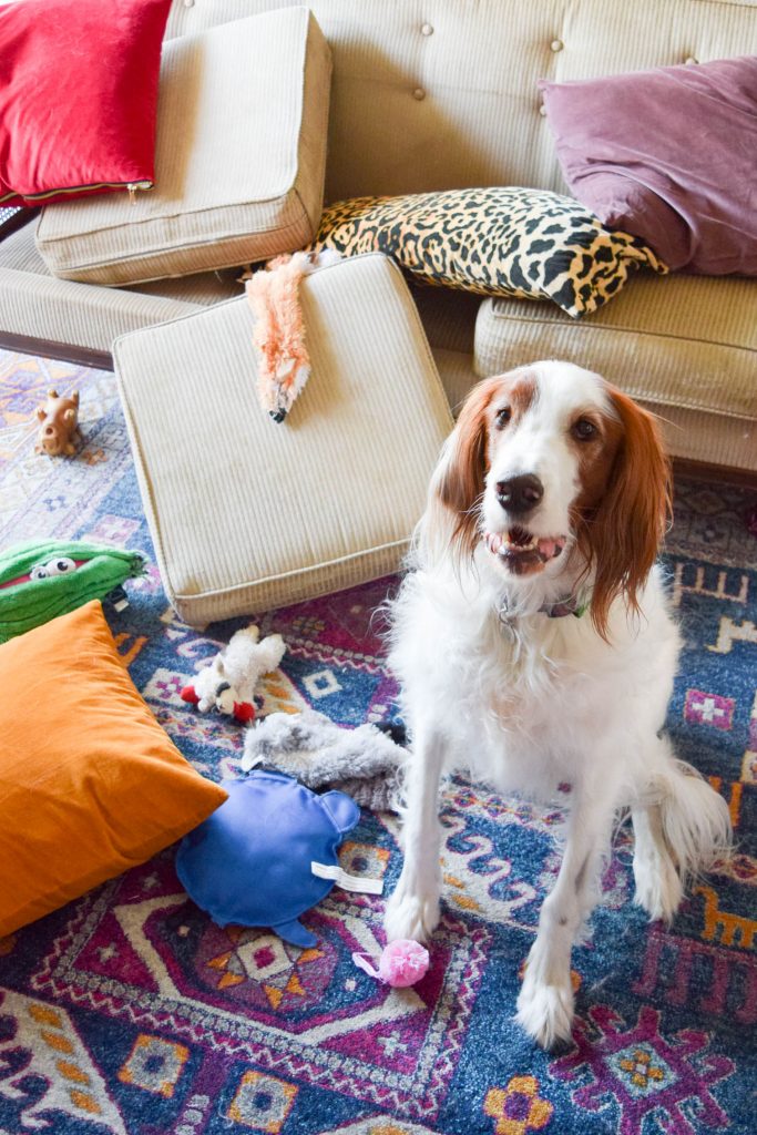 Red and white irish setter sitting next to couch cushions and pillows on the ground