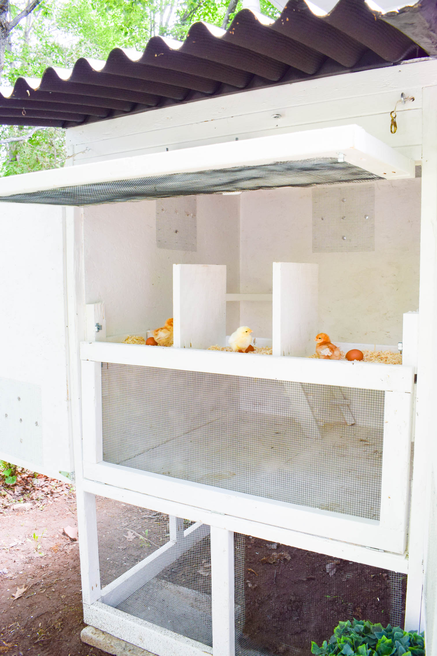 Our urban hen keeping journey began with the coop! We've got our modular urban chicken coop plans, cut list, and more on the blog!